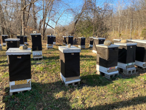 Apiary 2023 scaled