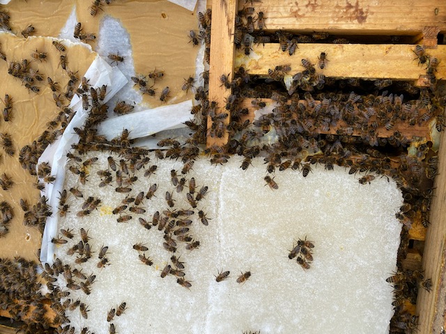 Bees feeding