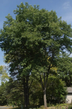 Bitternut Hickory Tree