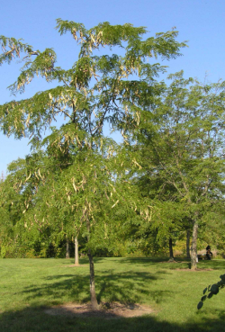 Honey Locust Tree