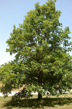 Swamp Oak Tree