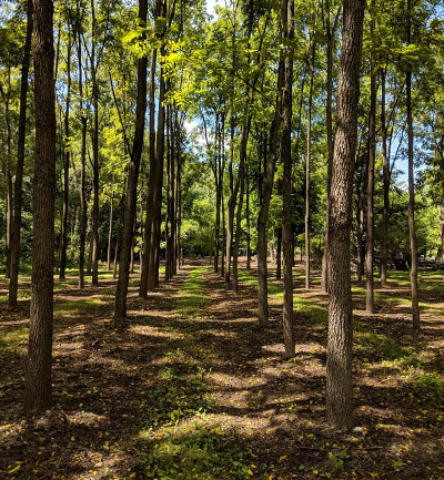 A Grove of Springboro Tree Farms Walnut Trees