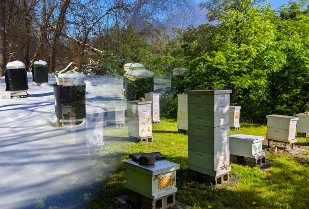 Apiary in transition