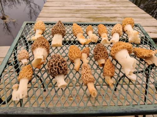 A_good_harvest_of_mushrooms